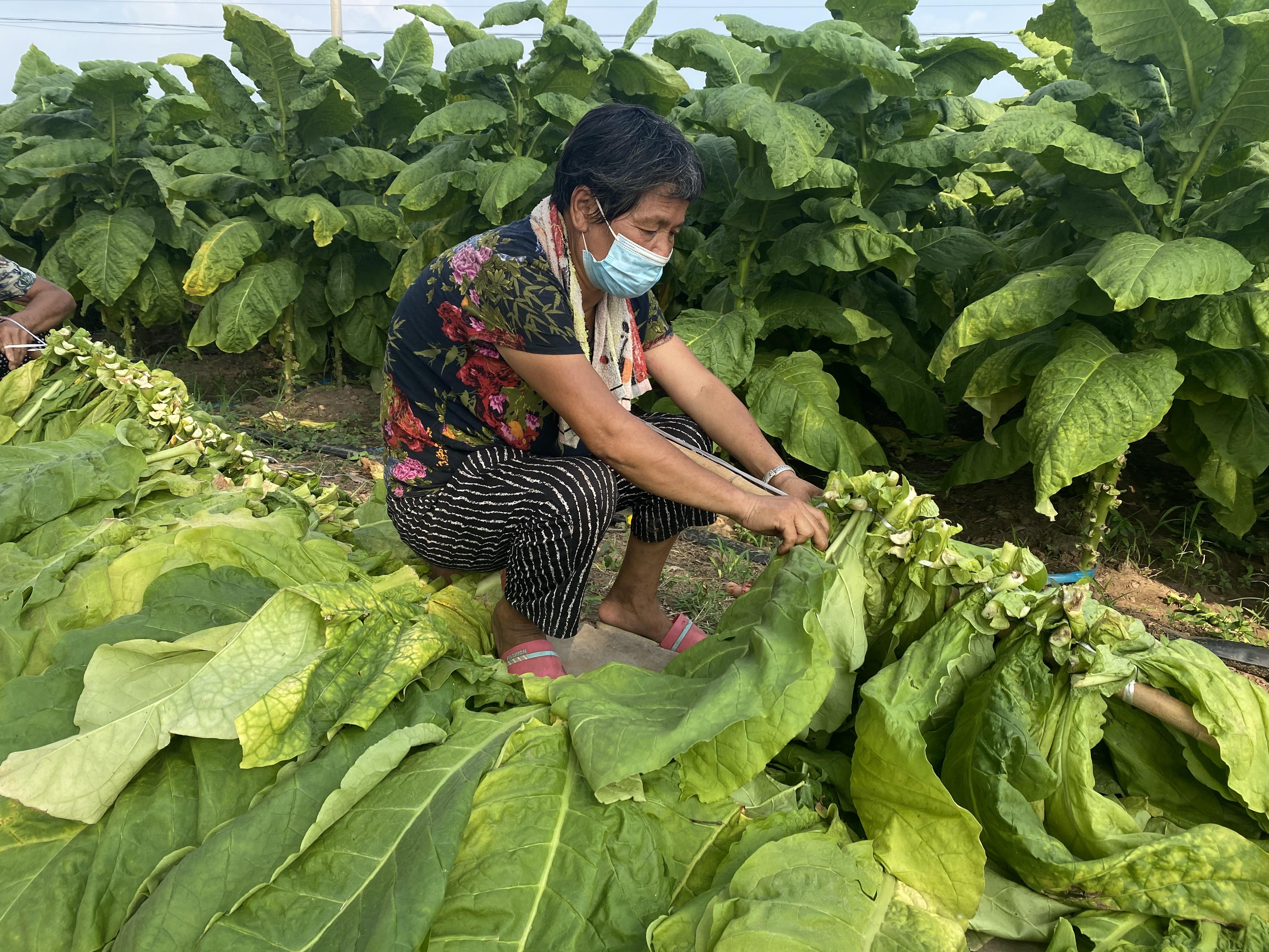 郏县最新招聘信息全面汇总