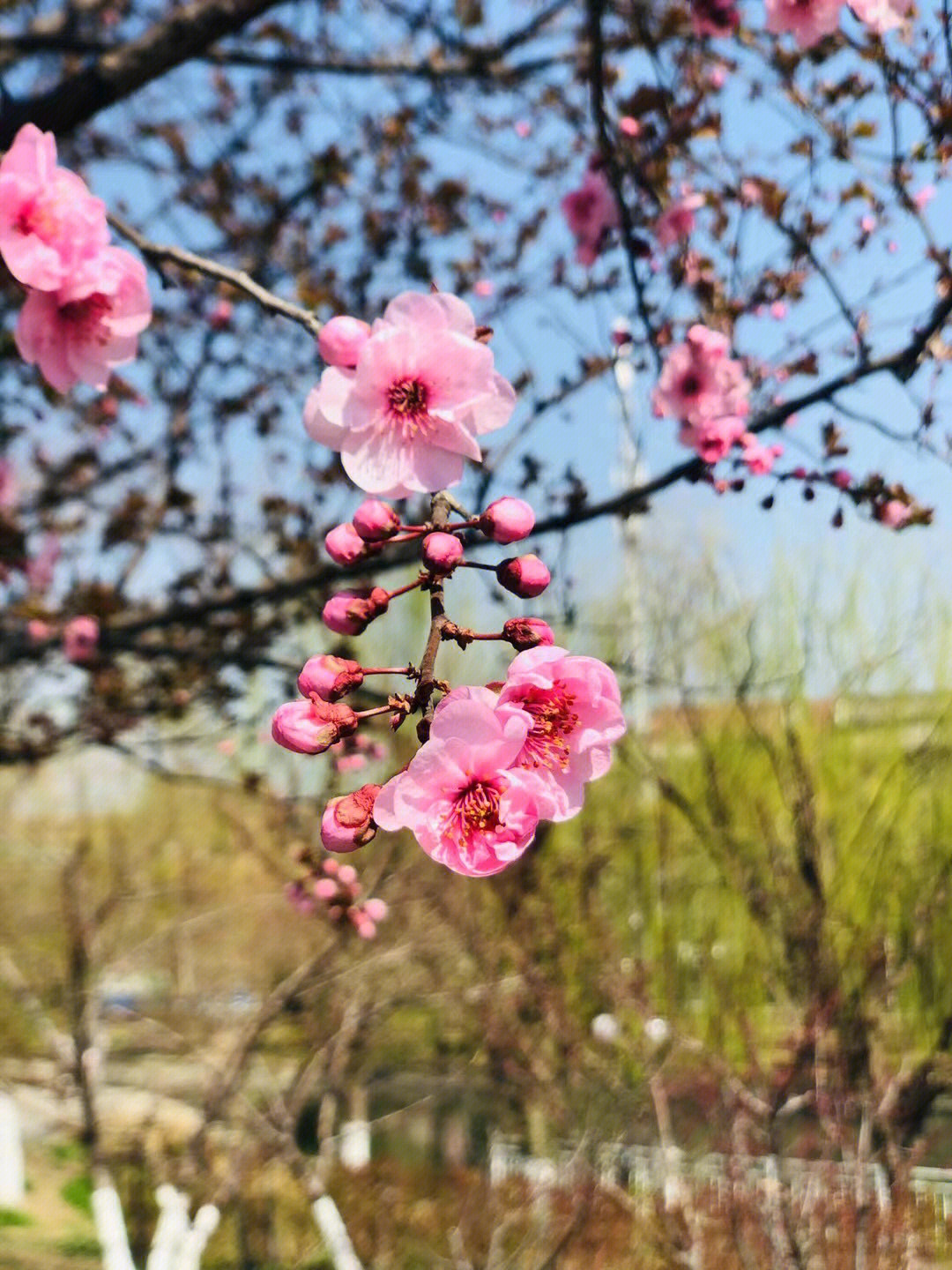 春暖花开最新篇章，生命美好与希望绽放的绚烂瞬间