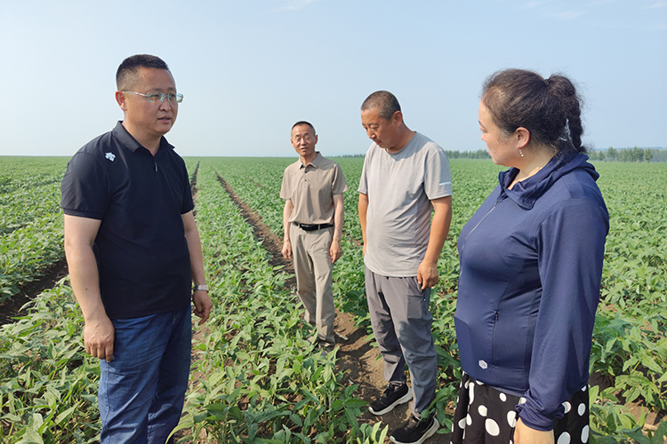 引龙河农场展现现代化农业新面貌与蓬勃发展态势的最新新闻